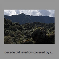 decade old lavaflow covered by rapidly growing vegetation